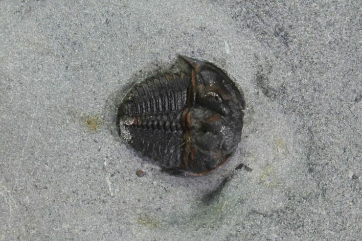 Bolaspidella Trilobite From Wheeler Shale, Utah #97208